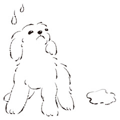 おしっこをして困った表情の犬（トイレのしつけ）