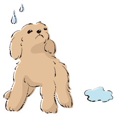 おしっこをして困った表情の犬（トイレのしつけ）