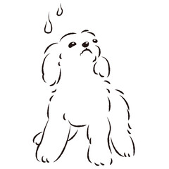 困った表情の犬（不安・心配）