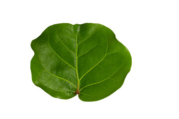Obraz premium Sea grape leaf isolated on transparent background png file
