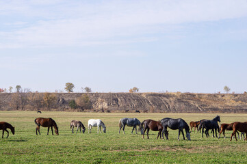 Herd of horses in the pasture eating grass.