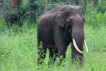 Fototapeta premium Indian elephant 