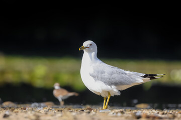Sea Gull at the lake shore.