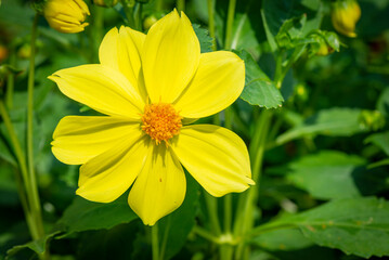 Yellow cosmos flower