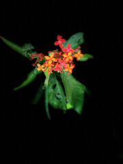  Close up Red and Yellow Flowers in Stage Light (Chinese Ixora sp.), Festive flower