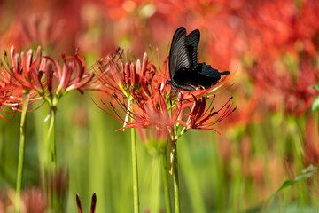 曼珠沙華と黒アゲハ蝶