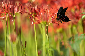 曼珠沙華と黒アゲハ蝶