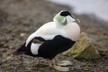 Male eider duck. 