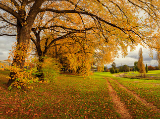 Canberra in Autumn