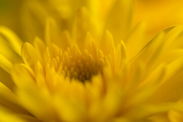 Macro yellow flower background,Macro shot yellow flower background,Yellow,Backgrounds,Vegetable Garden,Flower,Petal,Close-up,