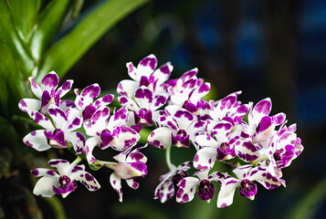 close up Rhynchostylis gigantea orchid ,Thailand