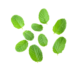 Mint leaves on transparent png