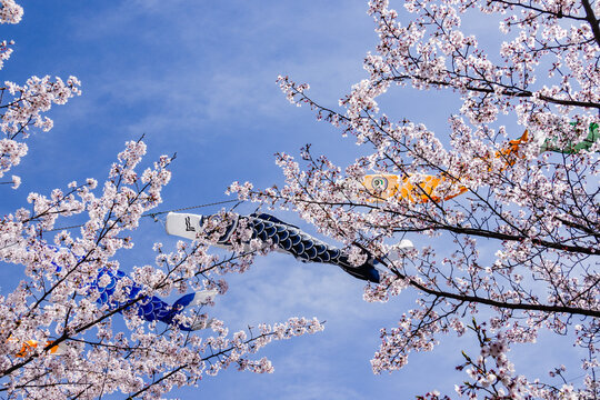 Spring in Japan - Cherry Blossoms and Carp Streamers　（鯉のぼりと桜）