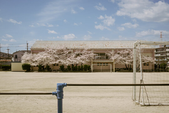 elementary school spring in Japan - with Japanese cherry blossoms ,Sakura