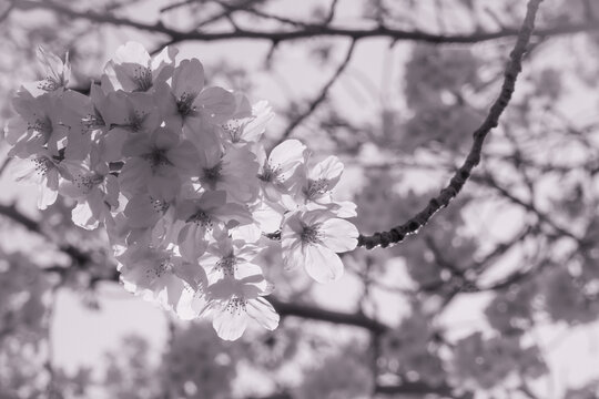 Japanese Cherry Blossoms - Sepia Version
