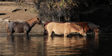 Small herd of wild horses drinking water in the Salt River near Phoenix Arizona United States