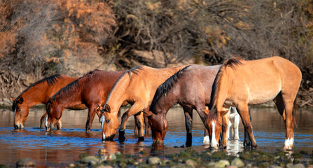 Herd of wild horses feeding and watering in the Salt River near Phoenix Arizona United States