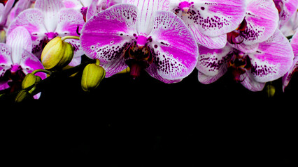 portrait of Anggrek Bulan merah muda or pink moon orchid flowers or puspa pesona, scientific name Phalaenopsis amabilis.