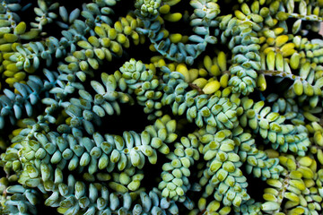 portrait of Kaktus Donkey Tail