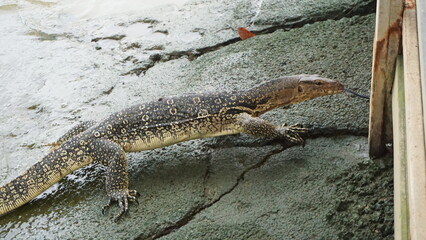 Malayan water monitor walking