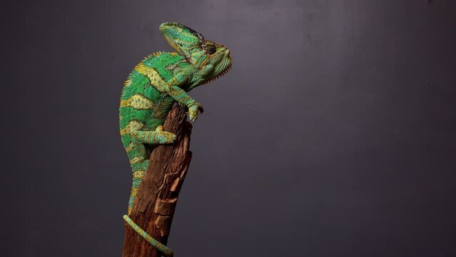 Veiled Chameleon (Chamaeleo calyptratus) sits on branch and look in different directions close-up on a grey background. 4k raw Studio footage of exotic pet, animals