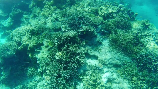 珊瑚礁　ダイビング　シュノーケリング