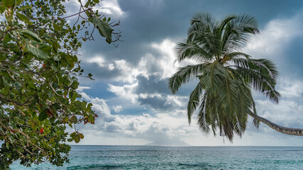 A palm tree with an elegantly curved trunk and spreading leaves and branches of tropical bushes against a background of blue sky, clouds and turquoise ocean. Seychelles.