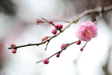 ピンクの梅