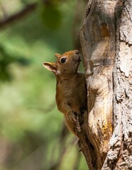 Caucasian Squirrels (Sciurus anomalus) are lives at the forest of Mazidagi district of Mardin. They usually nest in the hollows of old trees, acorn trees are a very good shelter for them.