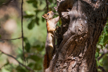 Caucasian Squirrels (Sciurus anomalus) are lives at the forest of Mazidagi district of Mardin. They usually nest in the hollows of old trees, acorn trees are a very good shelter for them.