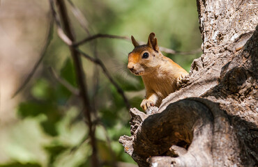 Naklejka na ściany i meble Caucasian Squirrels (Sciurus anomalus) are lives at the forest of Mazidagi district of Mardin. They usually nest in the hollows of old trees, acorn trees are a very good shelter for them.
