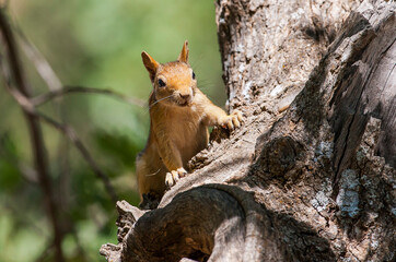 Obraz premium Caucasian Squirrels (Sciurus anomalus) are lives at the forest of Mazidagi district of Mardin. They usually nest in the hollows of old trees, acorn trees are a very good shelter for them.