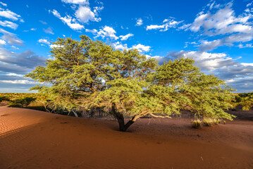 Kalahari Desert in Namibia
