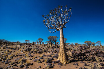 Quiver trees in Namibia