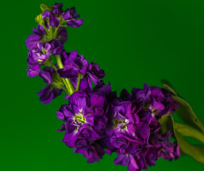 Fototapeta na wymiar A deep purple Brompton Stock bloom on a rich green background