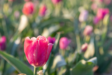 field of tulipas for pick yourself 