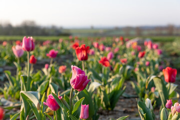 field of tulipas for pick yourself 
