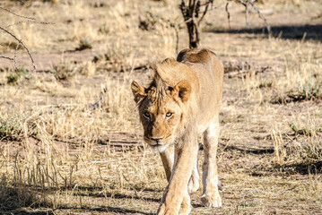Lions in Etosha National Park in Namibia