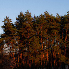 autumn in the forest