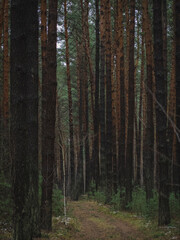 forest in the morning