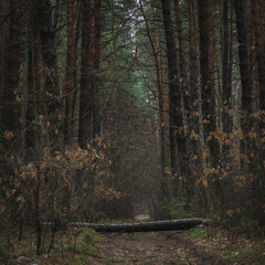forest in the morning
