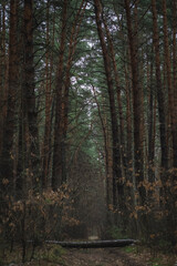 forest in the morning