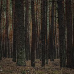 forest in the morning