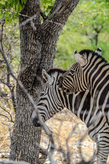 Zebras in Namibia National Park