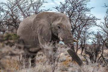 Elefant im Etosha Nationalpark in Namibia