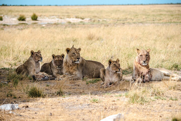Lions in Etosha National Park in Namibia