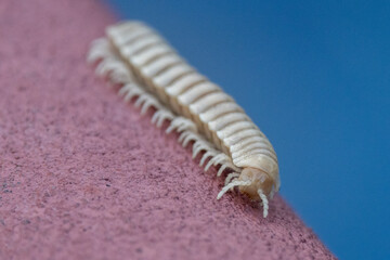  Ein Gepunkteter Schnurfüßer auf einer rotbraunen Mauer freigestellt in der Seitenansicht vor blauem Hintergrund