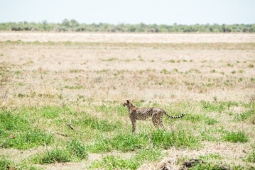 Sommertime safari in Namibia with lots of wild animals