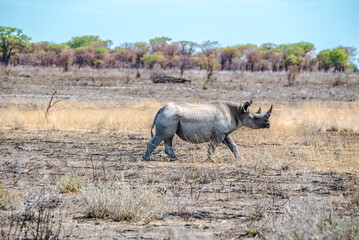 Naklejka premium Rhinoceros in Namibia Nationalpark