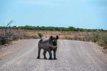 Rhinoceros in Namibia Nationalpark